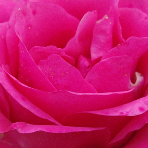 Buy Roses Online - Pink - bed and borders rose - floribunda - discrete fragrance -  Tom Tom - E.J. Lindquist - Ideal flowerbed rose, warm pink, decorative cluster-flowers. Blooms in different in stages